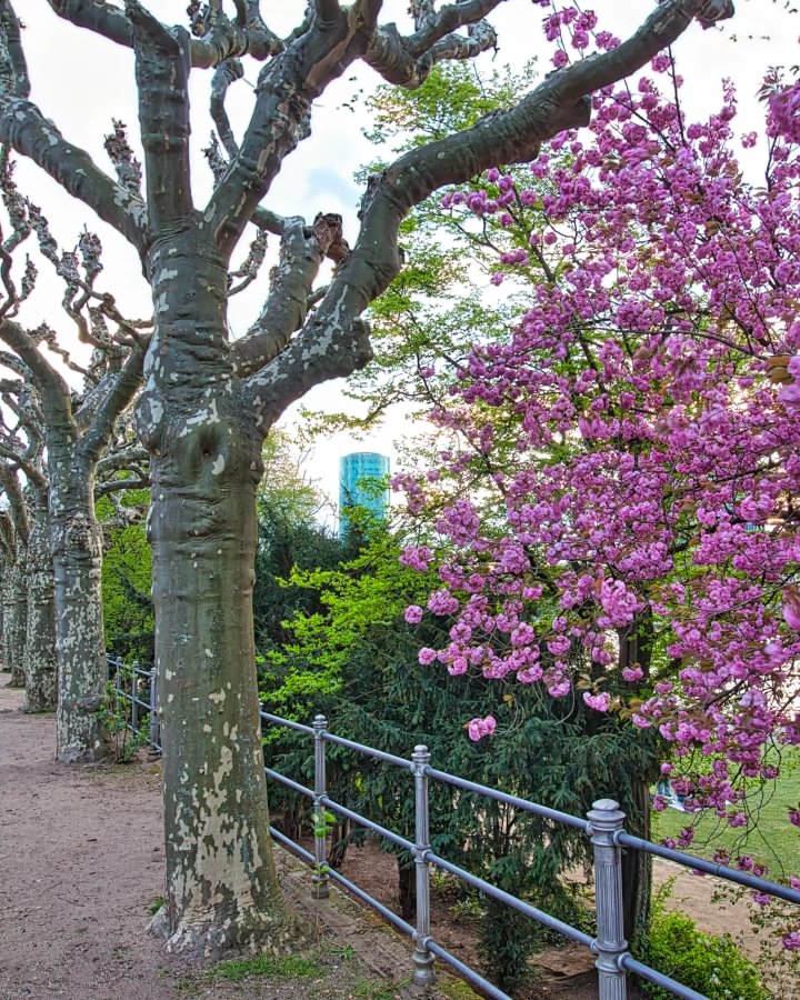 Blick im Frühling vom Sachsenhäuser Mainhochkai zum Westhafen Tower, 2025.